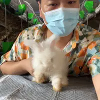 英系安哥拉兔宠物