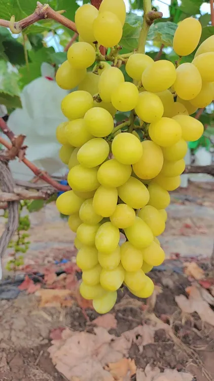 阿苗家葡萄园阳光玫瑰现摘现发——蒙滇蜀黑等