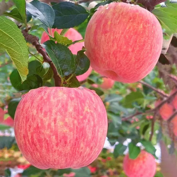 苹果SOD 洛宁上戈富士苹果脆甜多汁产地果园直发新鲜应季水果