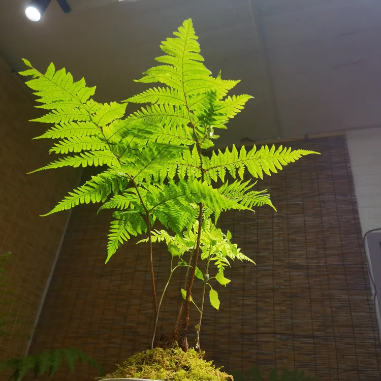 室内好养易活的金丝虹鳞蕨禅意水培绿植