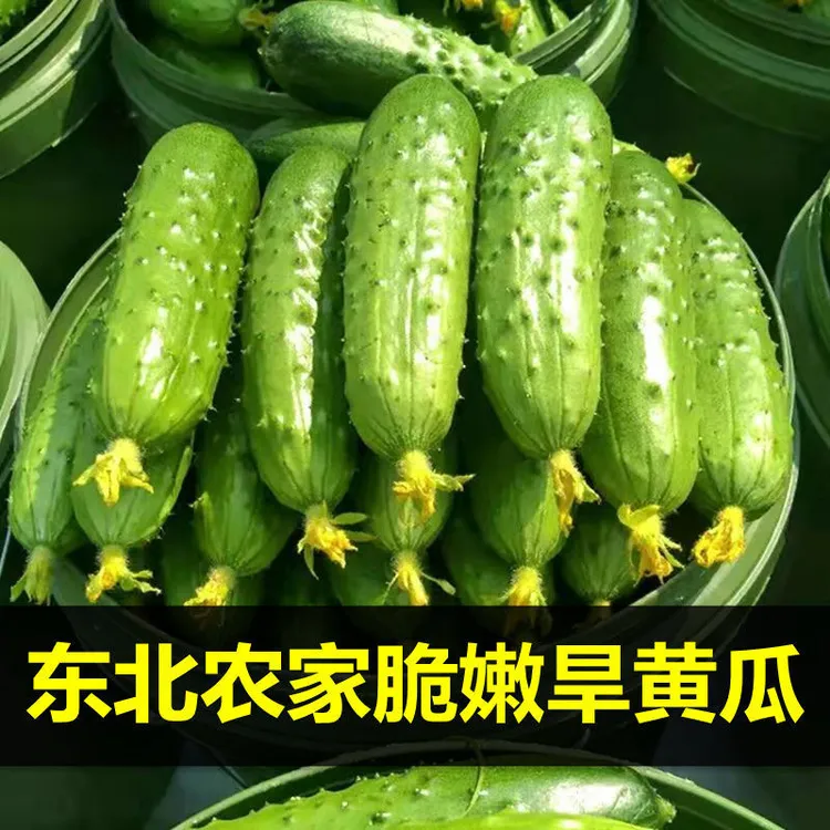 【手挑精选】正宗东北新鲜小黄瓜水果旱黄瓜小青瓜水果黄瓜生鲜包邮商品图