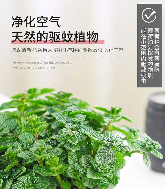 四季食用薄荷盆栽圆叶留兰香薄荷泡茶调酒薄荷叶装饰叶盆栽