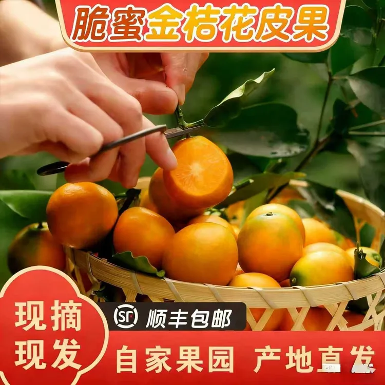 【脆蜜金桔花皮果】顺丰发货新鲜当季水果金桔产地直发纯甜多汁