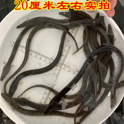 鳗鱼苗 花鳗鱼苗 白鳝 河鳗苗 鳗鲡苗 青鳗苗 中通活体包活