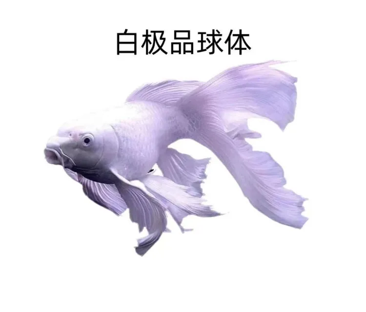 正统血脉台湾正宗蝴蝶鲤狮头观赏鱼冷水大鳍长尾球体鱼苗短身普身