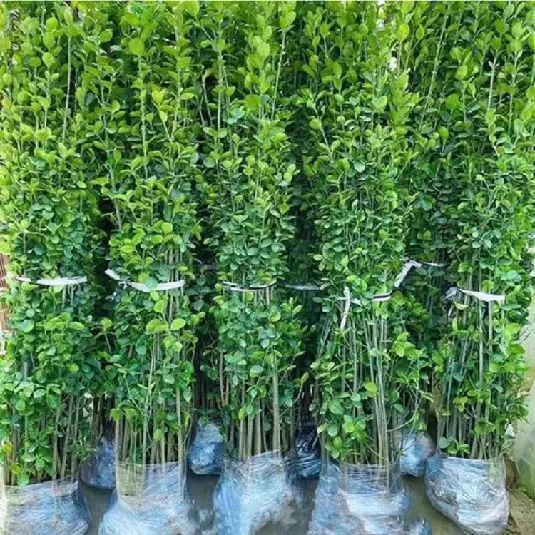 北海道黄杨树苗庭院围墙冬青耐寒大叶植物万年青丛生四季长青绿篱