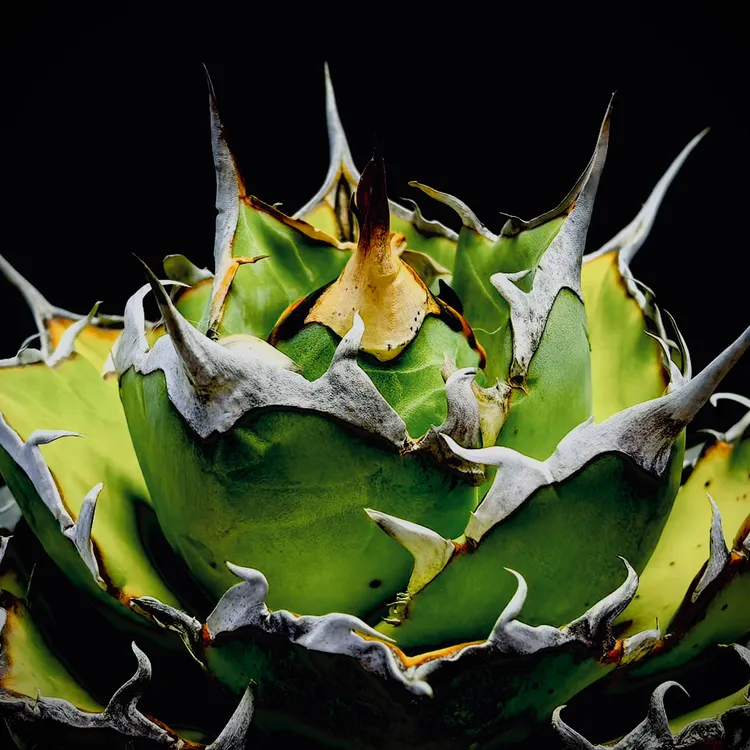 龙舌兰仁王冠黑帝斯潮流植物龙舌兰科多肉植物防辐射