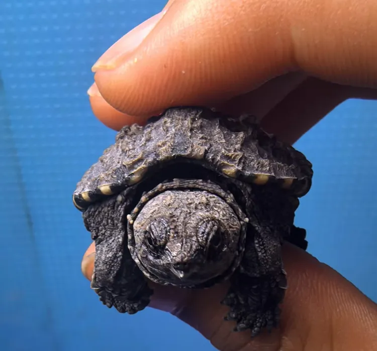 原后北美小鳄龟活体凶猛霸气好养肉食宠物龟