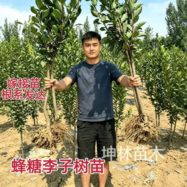 【精品嫁接大苗】蜂糖李子树苗脱骨离核脆甜阳台庭院盆栽地栽南北方商品图