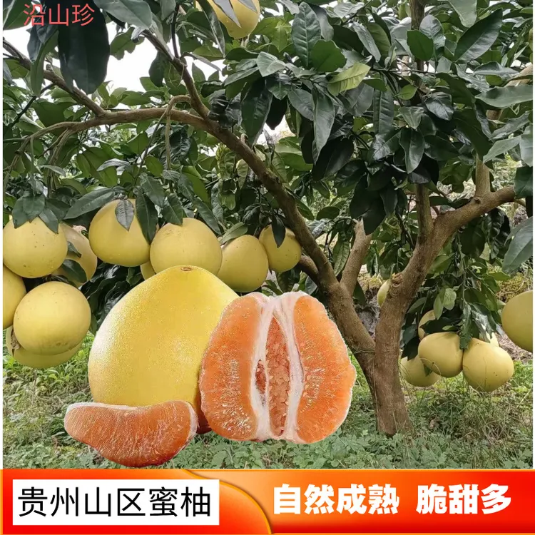 贵州高山本地农村柚子黄心蜜柚新鲜多汁当季水果柚子肉厚酸甜脆甜