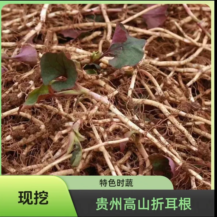 贵州现挖现发折耳根新鲜鱼腥草凉拌佳品农家自种老品种的折耳根