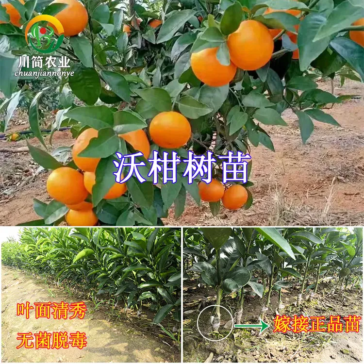 热销四川嫁接高糖沃柑树苗橘子果树苗木晚熟柑桔营养杯袋苗带土球