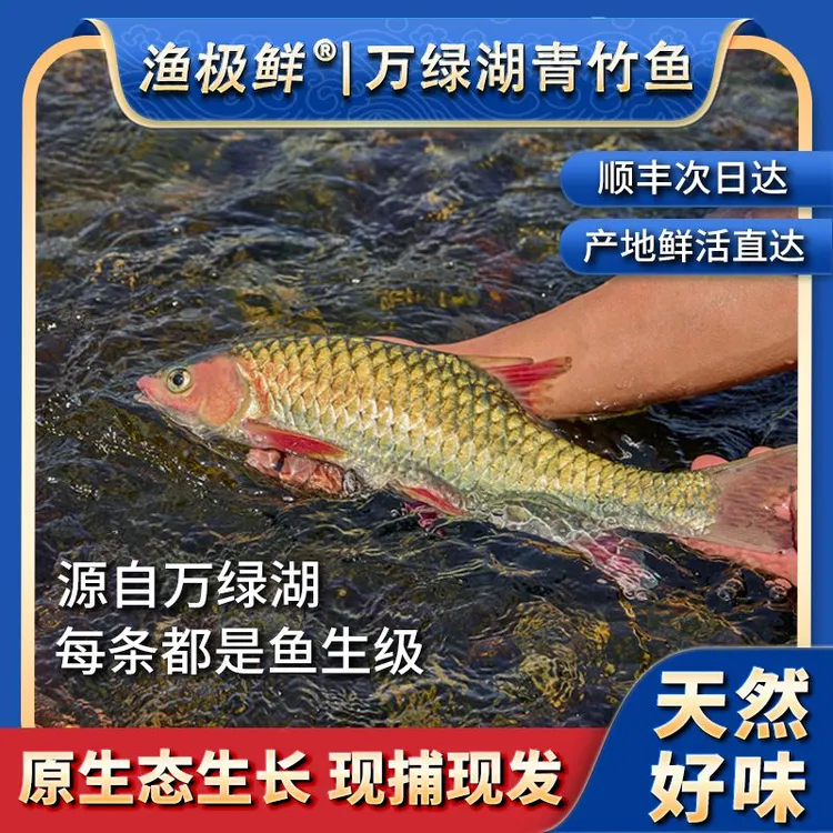 【渔极鲜】万绿湖青竹鱼淡水鱼活鱼-食用鱼生刺身宴请送礼新鲜活发