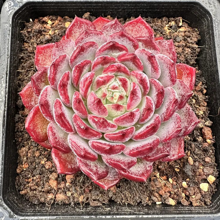 0172-文瑾-从前慢花园东云系多肉植物