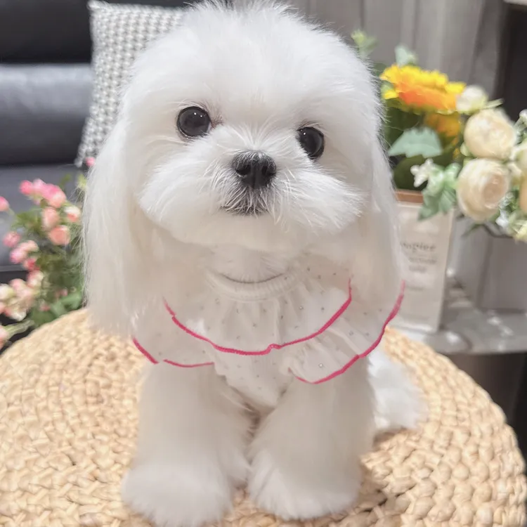 新款宠物服美乐蒂烫钻打底衫