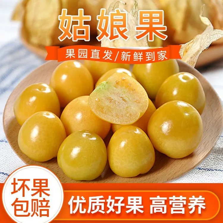 现摘现发东北新鲜姑娘果灯笼果薄皮甜黄菇娘果水果产地直发