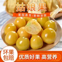 现摘现发东北新鲜姑娘果灯笼果薄皮甜黄菇娘果水果产地直发