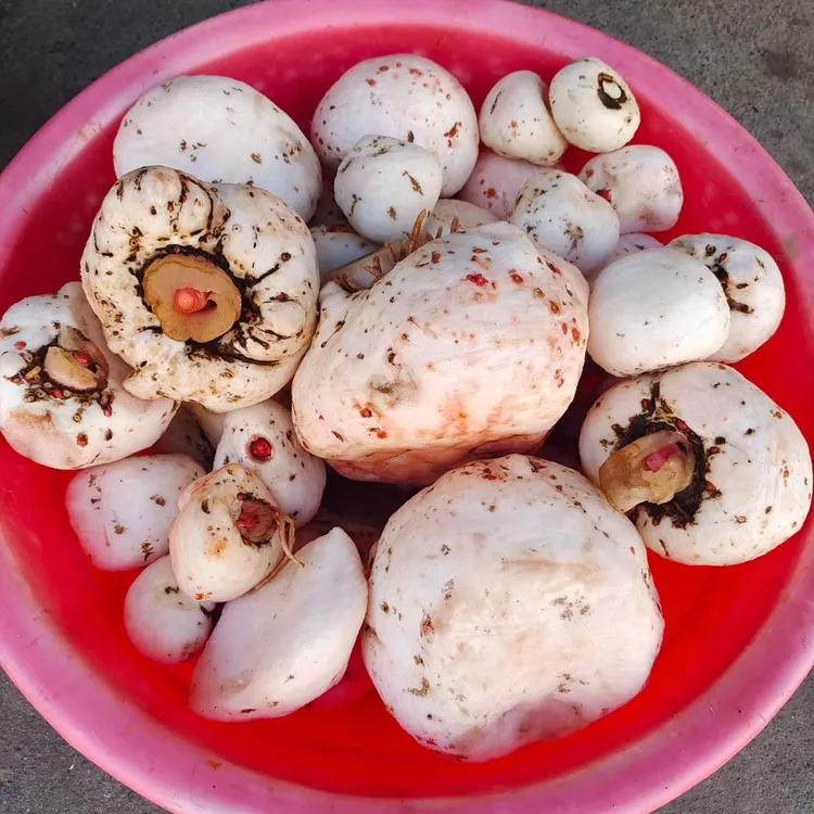 八仙本地新鲜魔芋