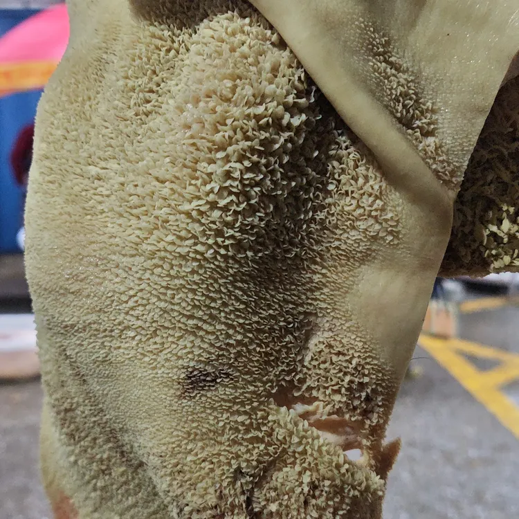 全熟牛肚非水发非碱泡零（全国包邮） 固形物含量80%以上