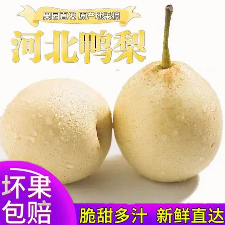 河北鸭梨新鲜采摘水果生鲜当季水果新鲜水果产地直发