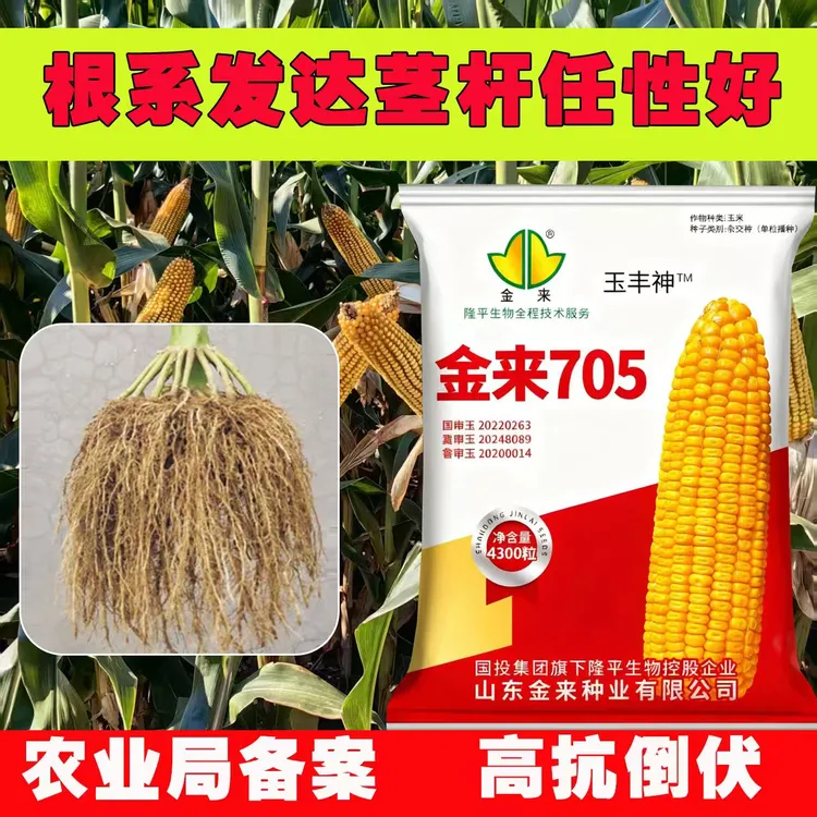 国审正品高产玉米种子金来705高产稳产红轴大棒马齿形抗病耐高温