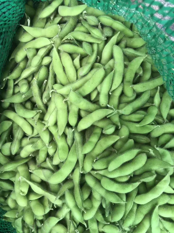 2斤精品农家露天种植新鲜毛豆 现采现发 包邮