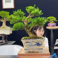 黄杨盆景老桩四季常青