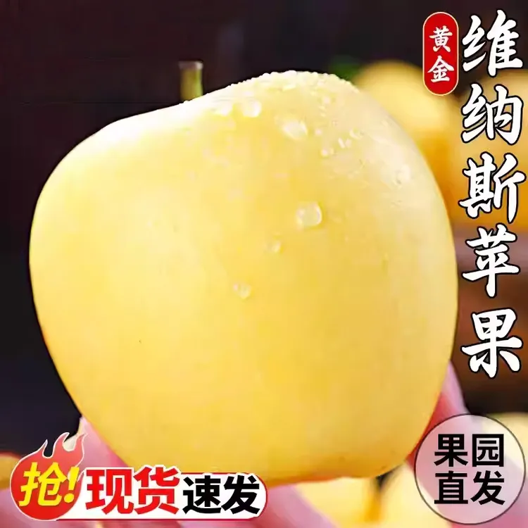 山东维纳斯苹果脆甜多汁应季当季新鲜水果现摘现发好吃脆甜