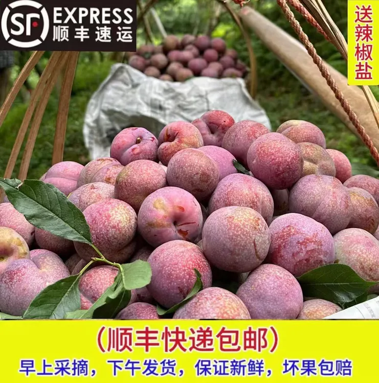 （精品大果）新鲜采摘广东信信宜钱排银妃三华李