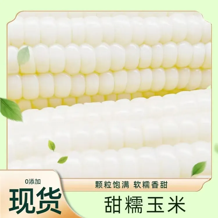 阿勒泰白糯玉米甜糯玉米甜糯非转基因无农残锁鲜（170-220g/根）