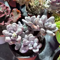 鸡蛋美人多肉整群15厘米盆