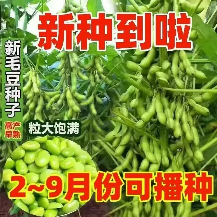 大粒毛豆种子高产早熟鲜食毛豆抗旱抗倒伏非转基因青毛豆蔬菜种籽