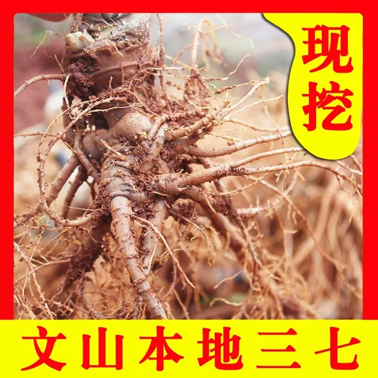 云南文山新鲜三七包邮 四年潮湿活鲜三七泡酒煲汤