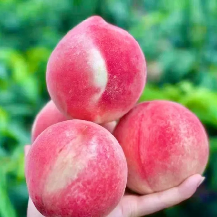 顺丰(省外)秦安北京七号水蜜桃脆软两吃香甜多汁自然采摘现摘现发
