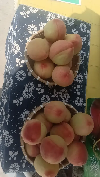 兰州安宁正宗白粉桃