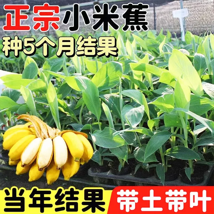 广西小米焦树苗正宗香蕉树苗矮化粉焦盆栽地栽南北方种植当年结果