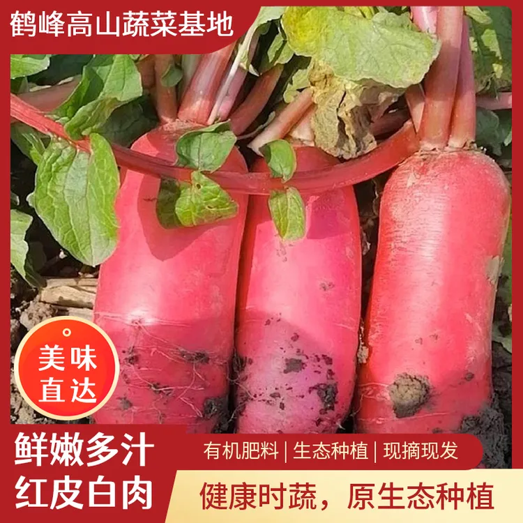 恩施高山红皮萝卜现挖现卖新鲜胭脂红萝卜水萝卜泡菜胭脂萝卜