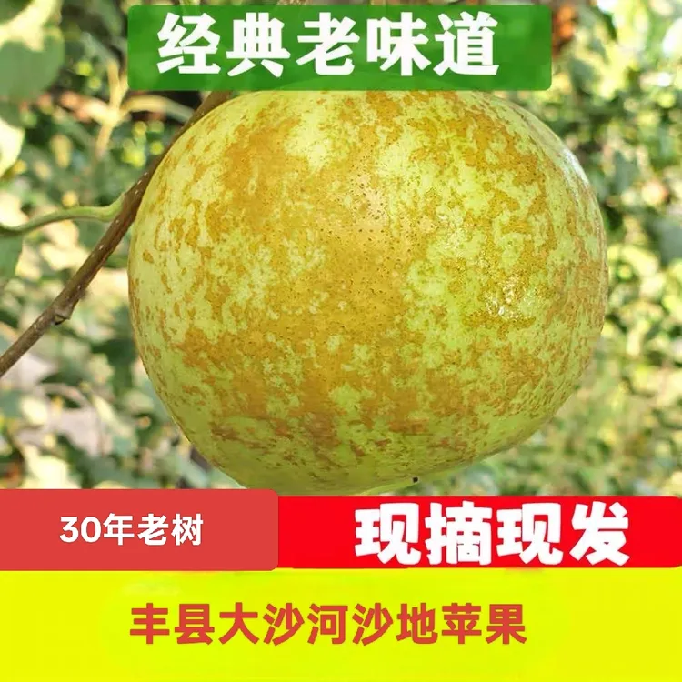 丰县老品种金帅苹果新鲜应季现摘现发果园直发