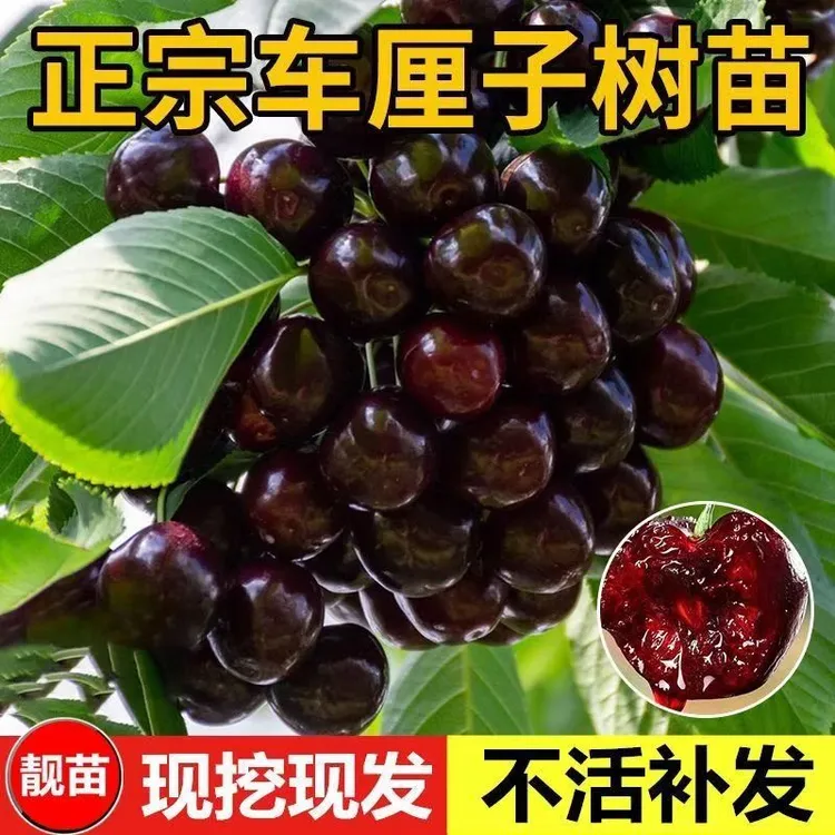【正宗车厘子树苗】车厘子大樱桃树苗盆栽地栽南北方种植耐寒果树苗商品图