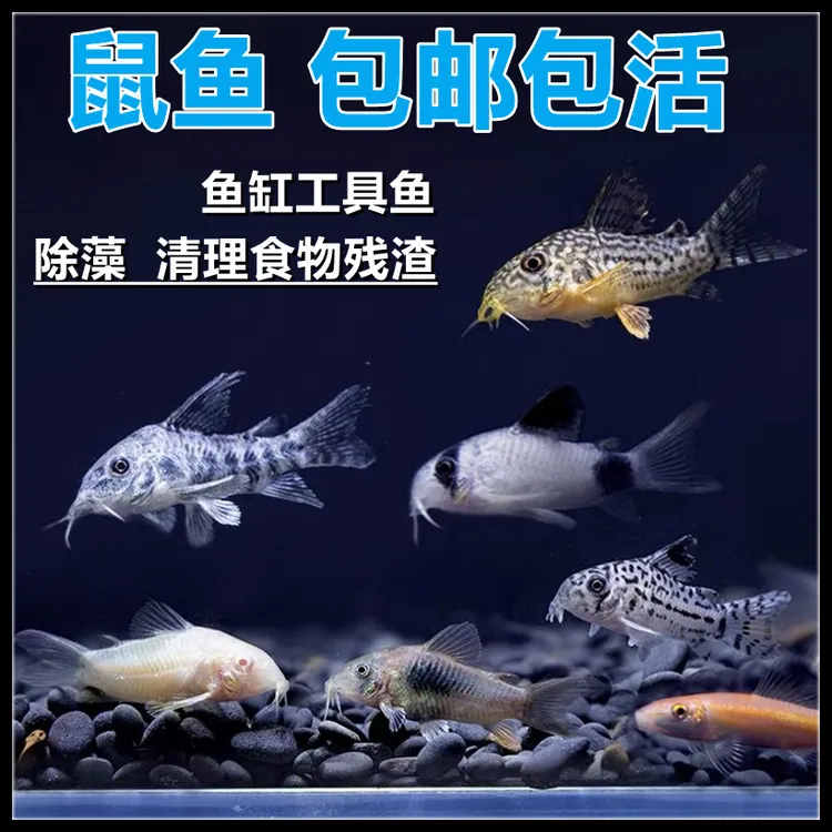 热带观赏鱼老鼠鱼清道夫鼠鱼鱼缸好养除藻鱼清洁鱼活体工具鱼