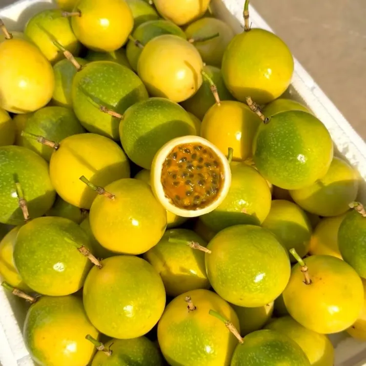 钦密九号果肉饱满香气浓郁酸甜可口汁水丰富维生素c网红新鲜水果