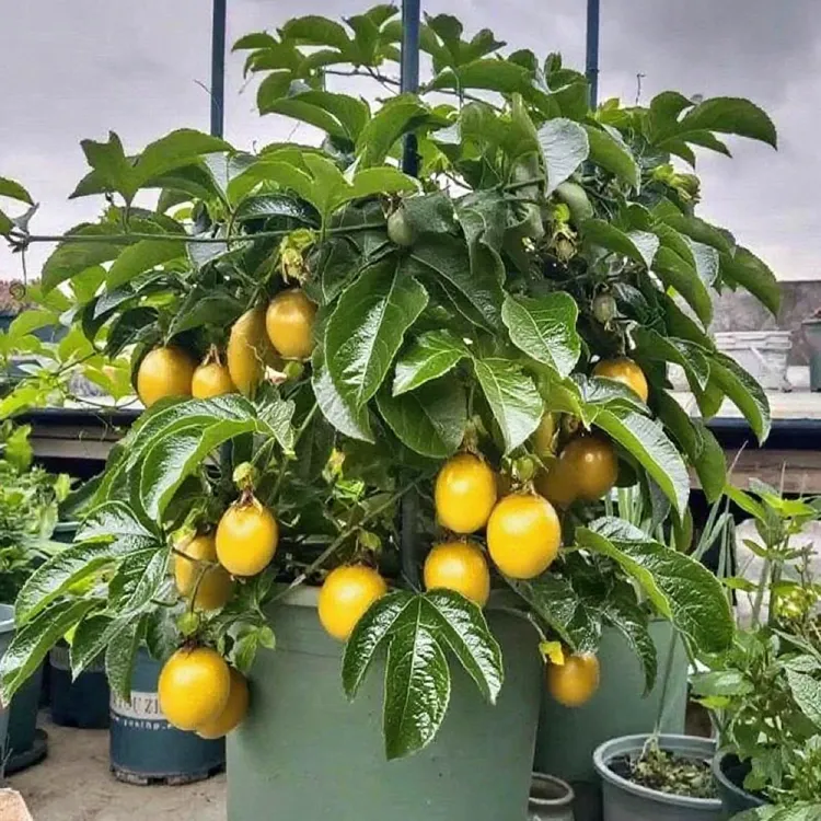 纯甜黄金百香果适合家庭庭院种植的品种花园植物四季结果爬藤不断