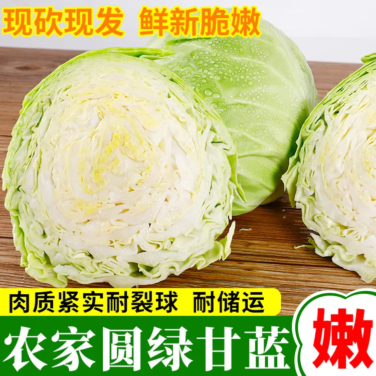 云南包菜新鲜蔬菜圆绿甘蓝卷心菜莲花白现摘现发做泡菜原料