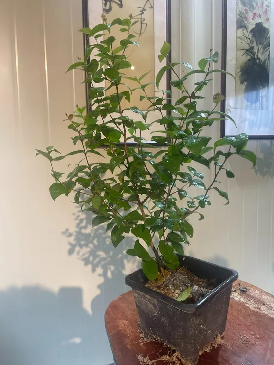 进口巴西红果苗3年苗巴西樱桃红灯笼果绿植庭院树苗盆栽苗