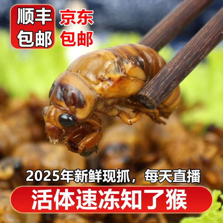山东大知了猴顺丰京东包邮活体速冻金蝉爬叉油炸新鲜知了瘦肉直播