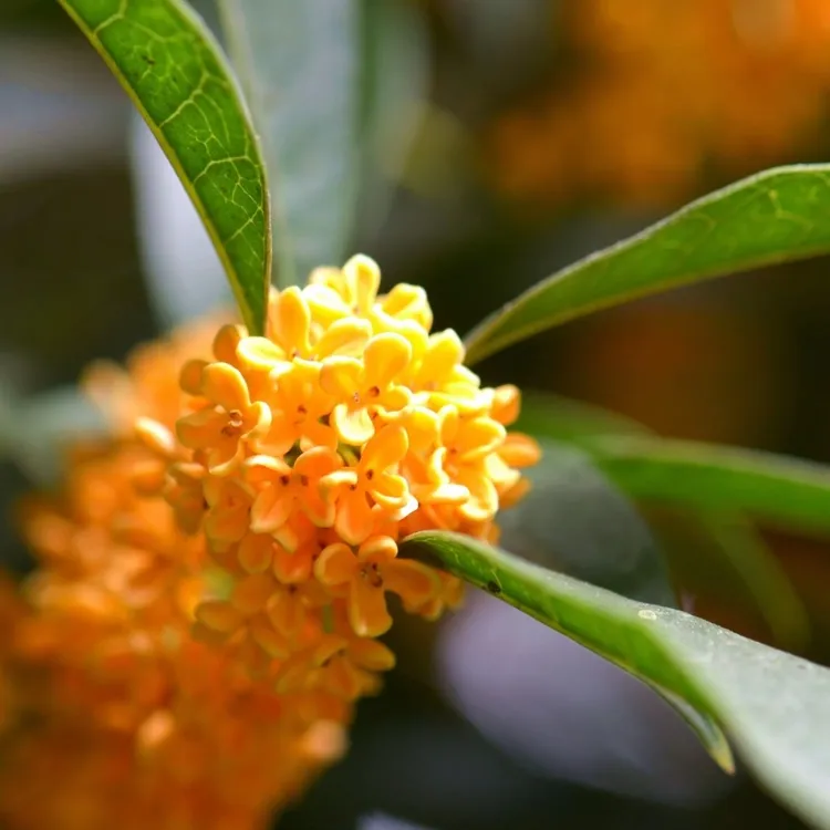 （带土带叶）四季桂桂花树盆栽浓香型带花苞好养适合阳台庭院室内