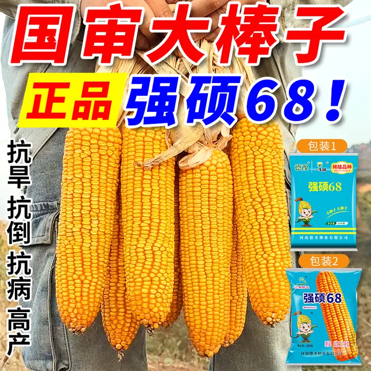 一斗田强硕68国审高产玉米种子4200粒大棒抗旱耐涝厂家直销抗倒伏商品图