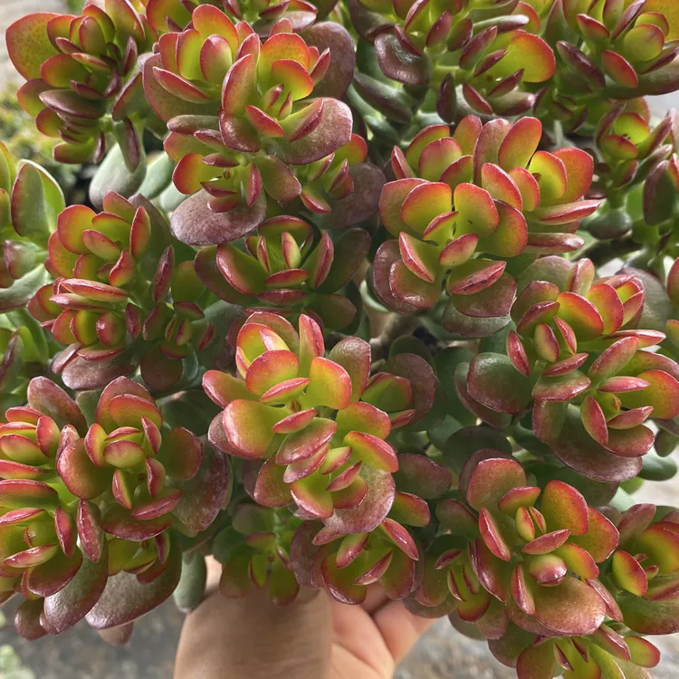 新手好养的摇钱树老桩多肉植物带盆土发货