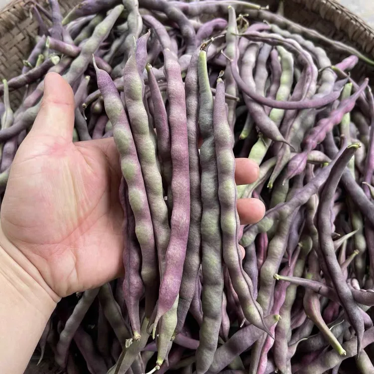 【大紫袍】紫色带米大肉豆【农场自产】豆角