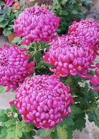 【紫绣球】大花富贵菊九月菊花苗盆栽适合室内外花开好看